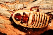 Cockroach (Leptozosteria aposematica) (Leptozosteria aposematica)
